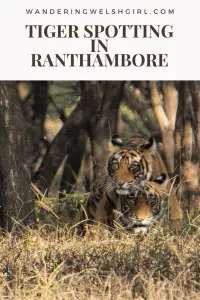This post provides all the information you need to know to do a Ranthambore tiger safari. How to spot tigers in Ranthambore National Park, Rajasthan,  India.