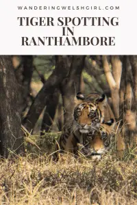This post provides all the information you need to know to do a Ranthambore tiger safari. How to spot tigers in Ranthambore National Park, Rajasthan, India.