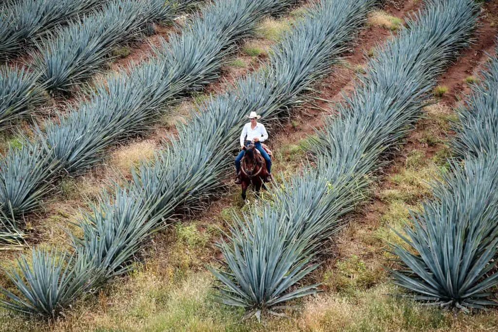 Tequila is a fun place to visit near Sayulita