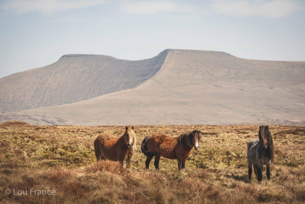 The Brecon Beacons is a highlight of a Welsh road trip