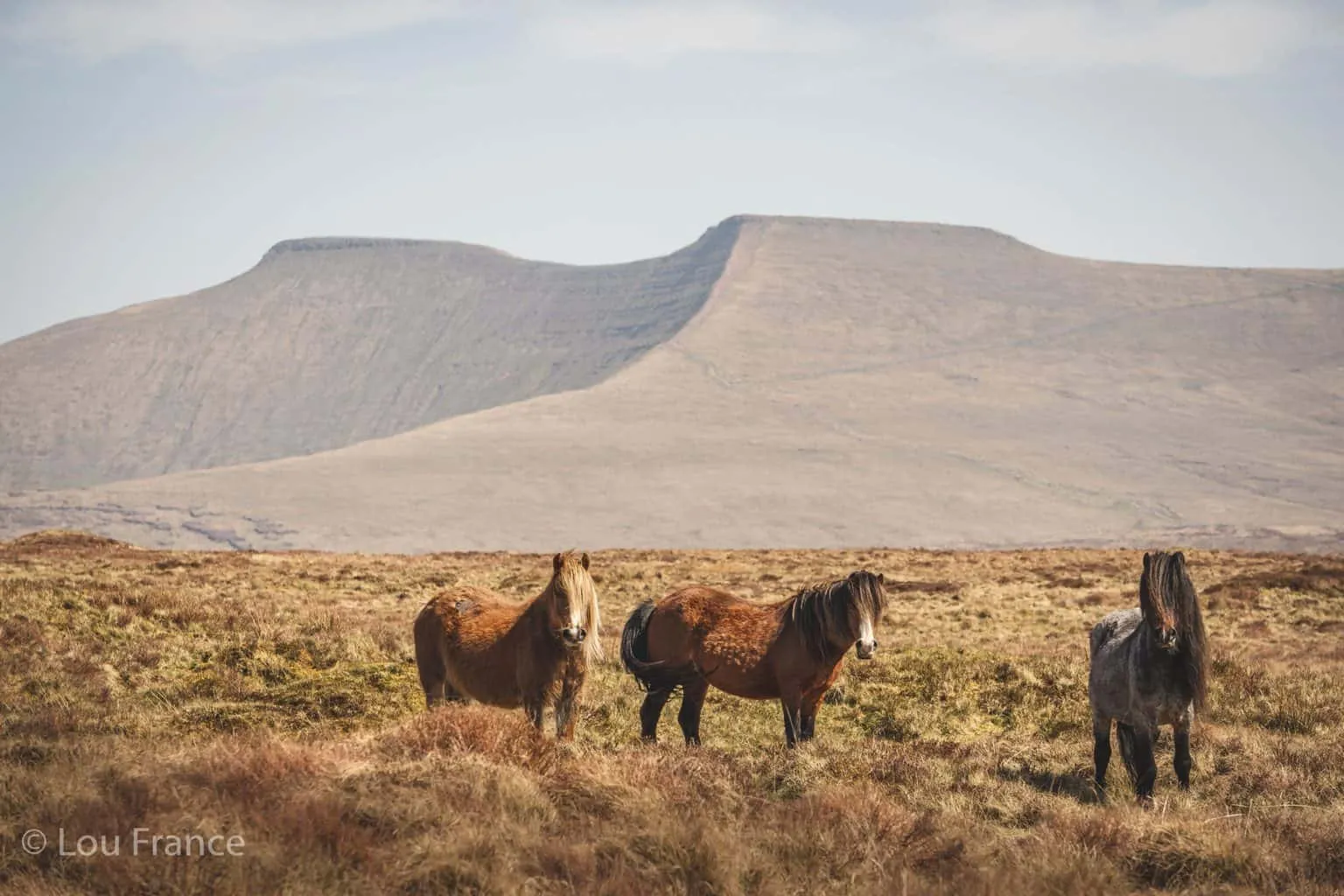 Welsh ponies