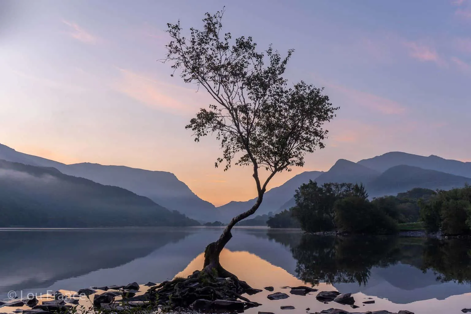 the lone tree