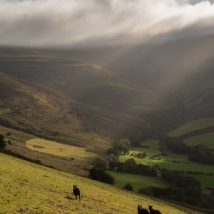Black sheep in the Brecon Beacons