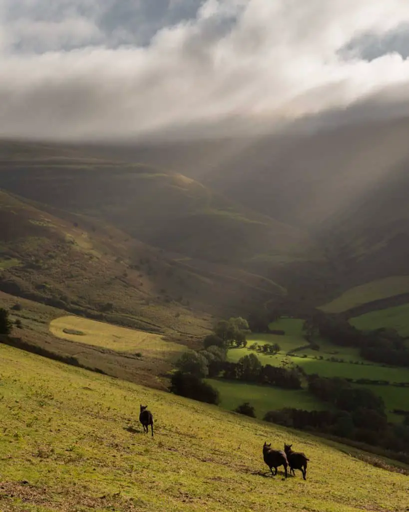 Black sheep on the Dragon's Back which is one of my favourite walks in the Brecon Beacons