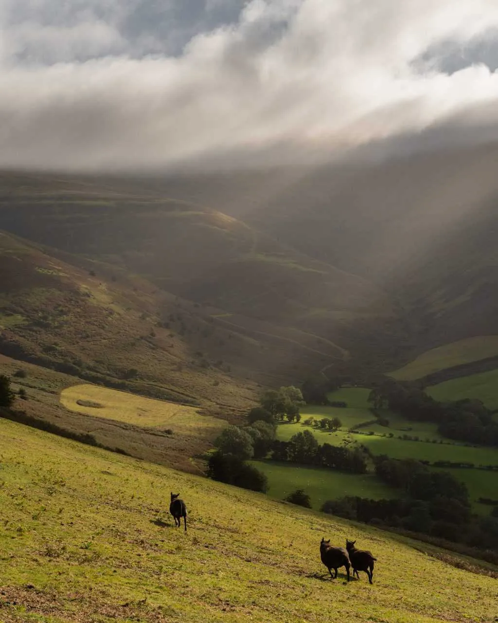 Black sheep in the Brecon Beacons