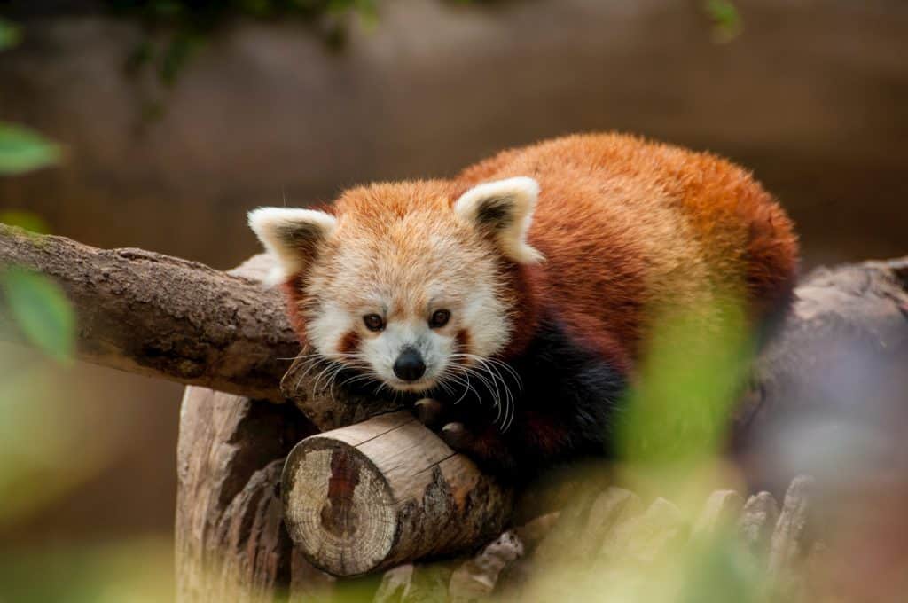 Folly Farm is one of the best places to visit near Tenby