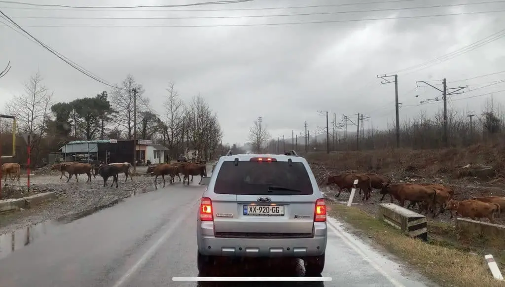 Cows crossing the road are common when driving in Georgia