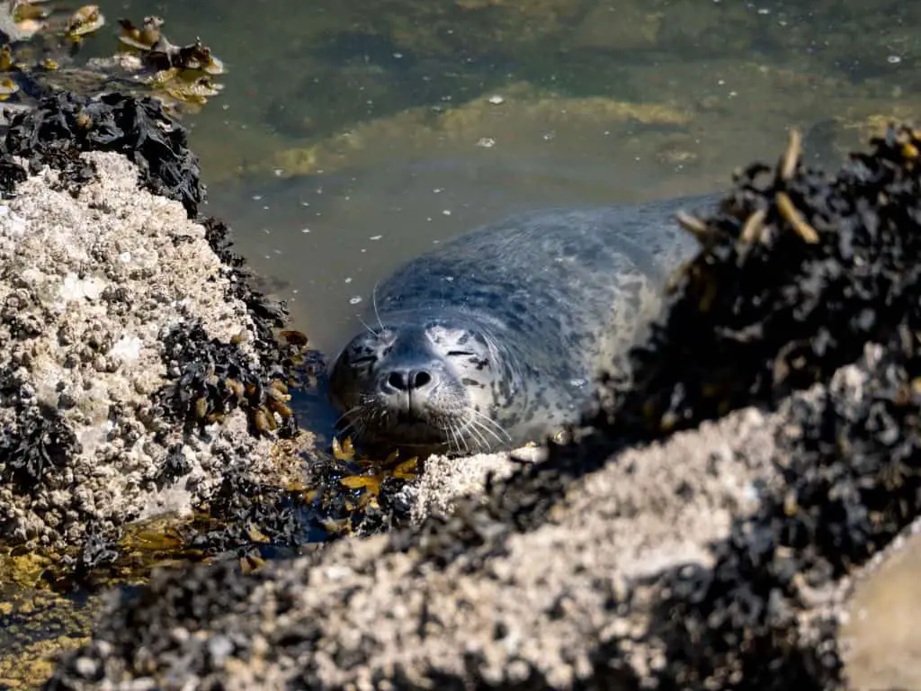 Winter camping in Wales is a good opportunity to spot wildlife such as seals