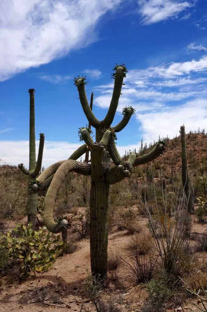 Due to its mild winters, Saguaro is a popular national park to visit during winter