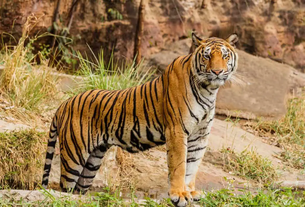 Gaziantep zoo is a popular tourist attraction in Gaziantep