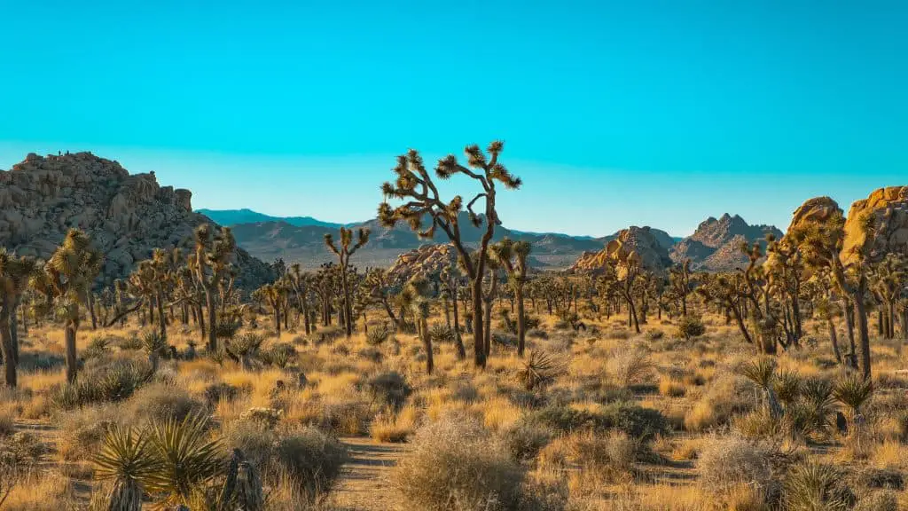 Joshua Tree is popular as a winter national park