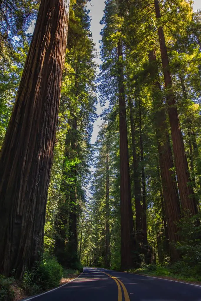 Redwoods is an awe-inspiring national park on the west coast