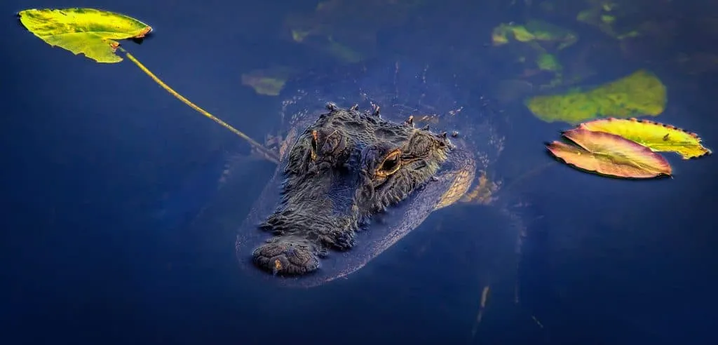 Everglades NP with it's alligators is one of the best national parks to visit in the winter