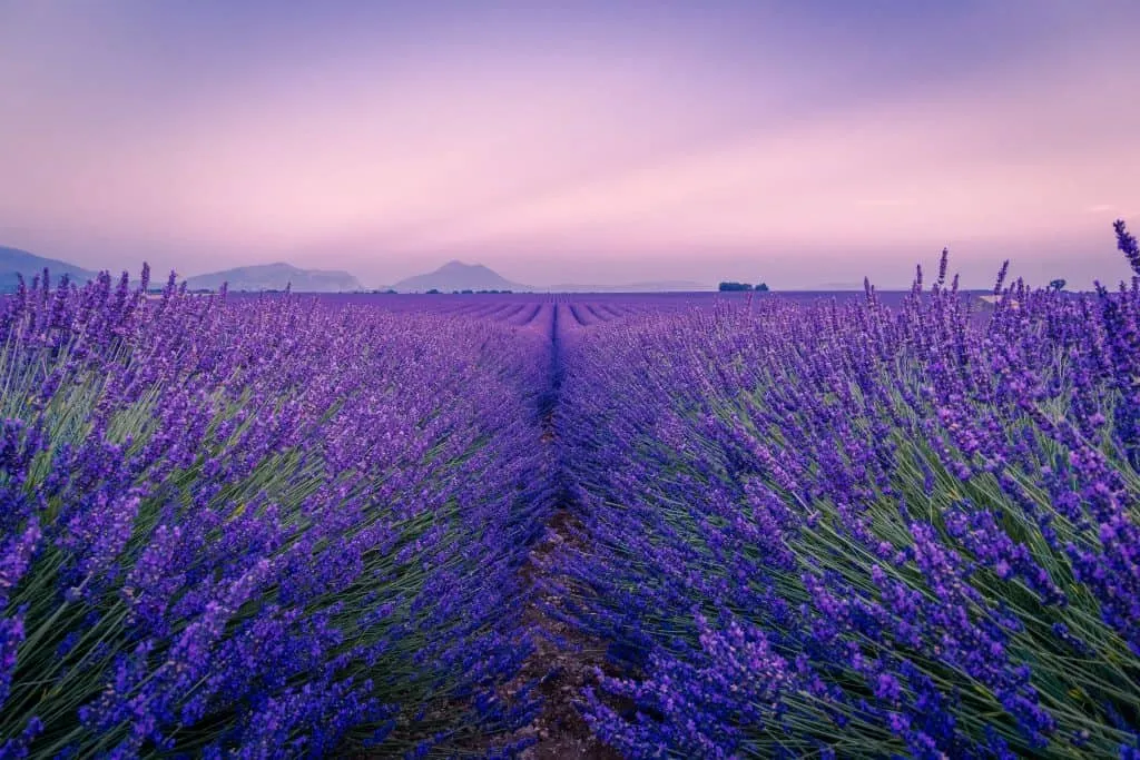 A trip through Provence is a classic road trip in Europe